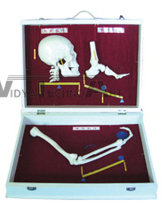 The model of human bones lever Dimension:Natural size 600*440*130(mm)